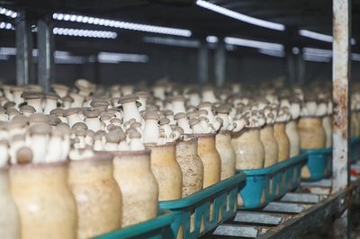 學有所獲、學有所用!"鄉村振興&middot;網信助農"助力網信新農人活動第一期&middot;西海岸新區專場圓滿收官